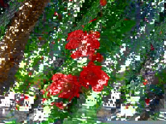 Ανθισμένη Ροδιά